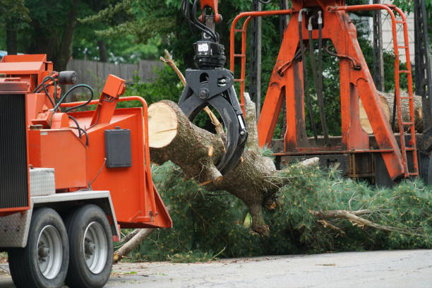 How Our Tree Care Process Works  in  Baraga, MI