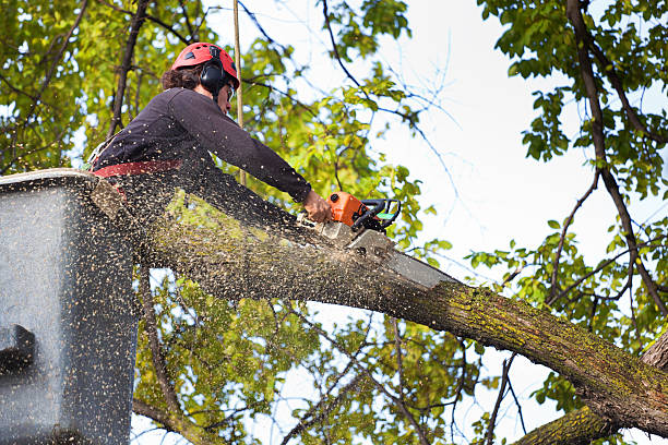 Seasonal Cleanup (Spring/Fall) in Baraga, MI